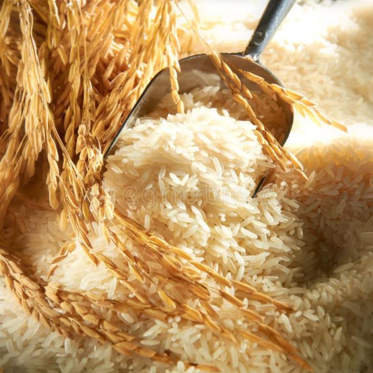 Rice